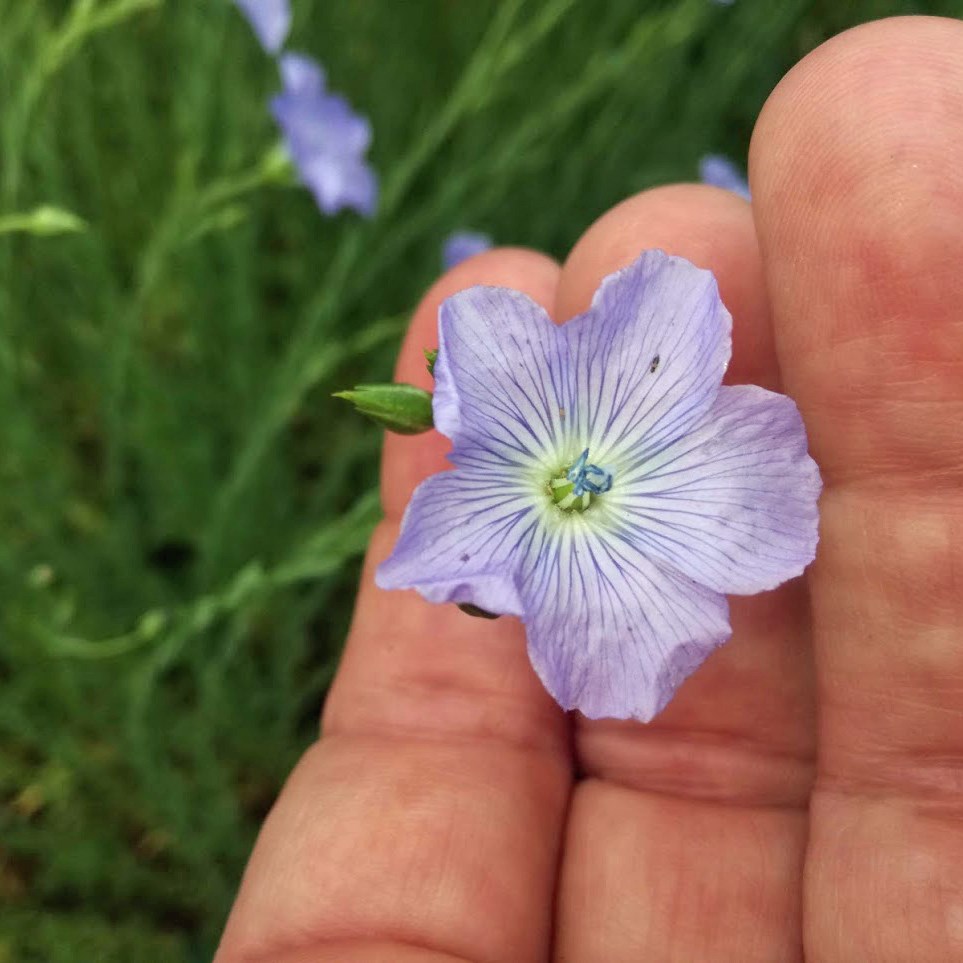 Linblomma i handen