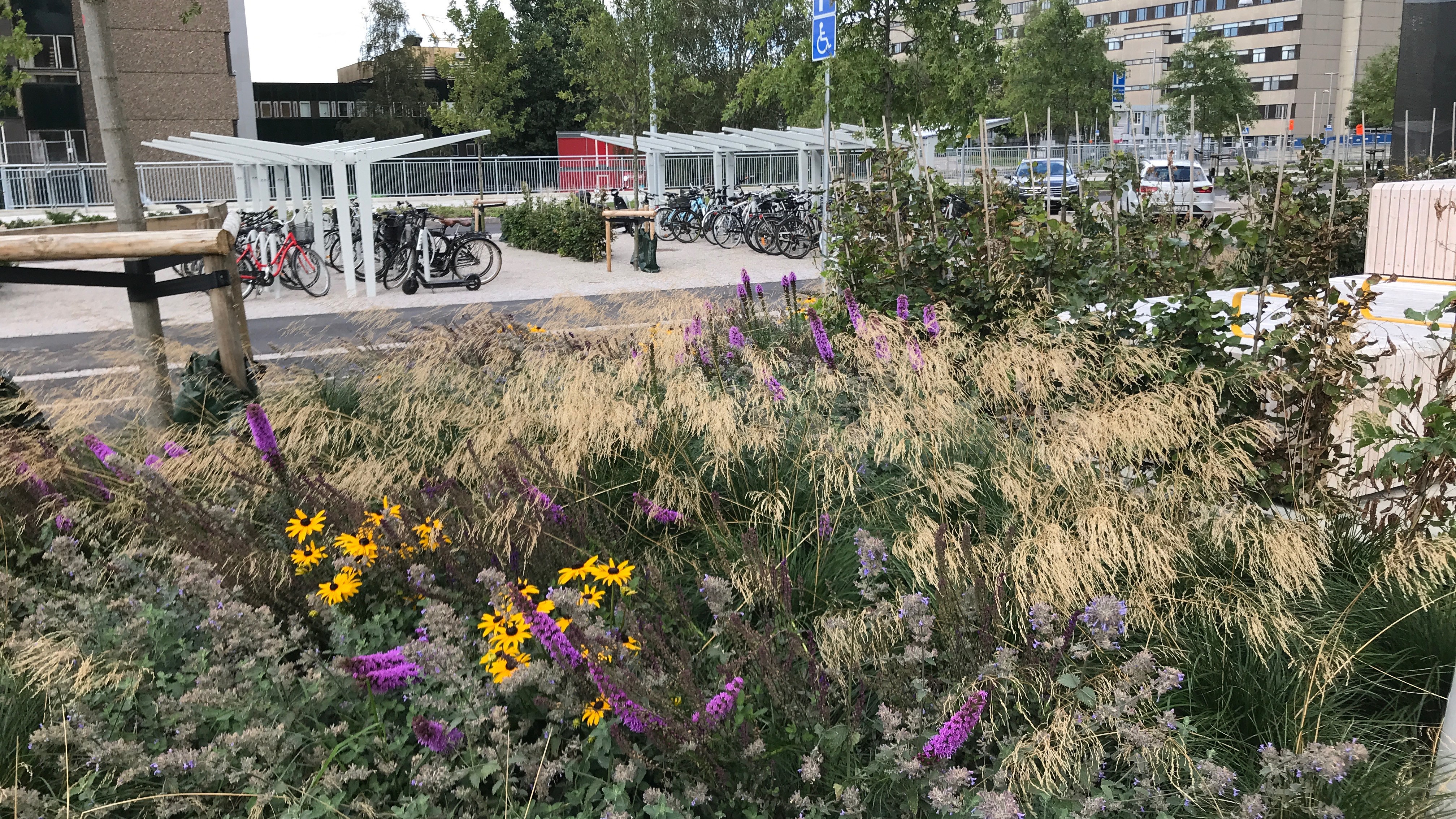 Biologisk mångfald är ett mål vid VGR:s anläggning av grönytor, här vid Östra sjukhuset.