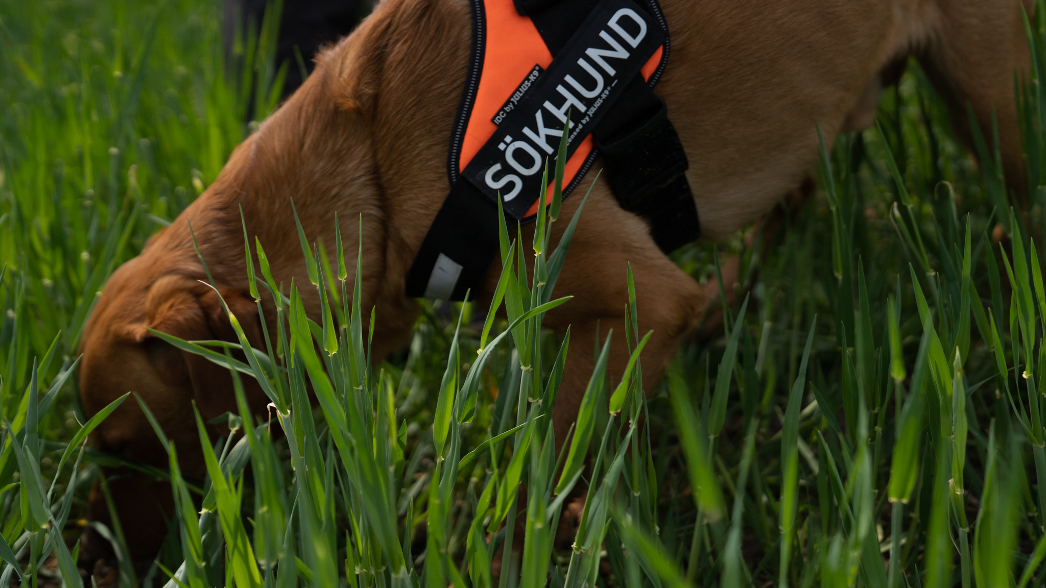 Hund med sele luktar på marken omgiven av högt grönt gräs