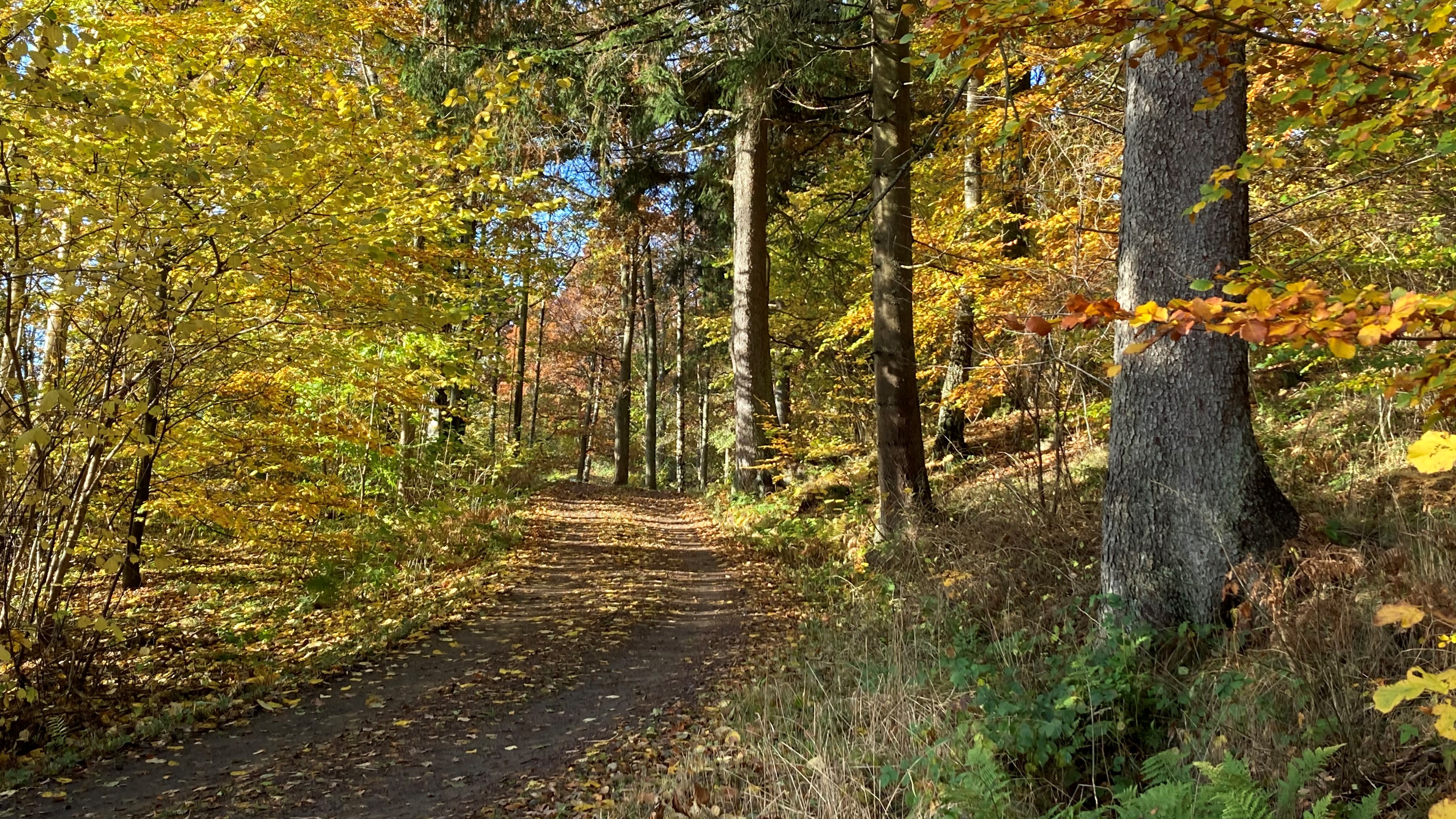 Skog i höstfärger